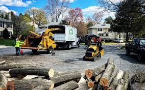 Best Lawn Renovation and Restoration  in The Hills, NJ