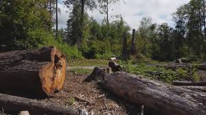 Best Arborist Consultation Services  in The Hills, NJ