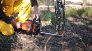 Best Root Management and Removal  in The Hills, NJ