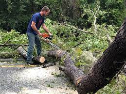 Best Leaf Removal  in The Hills, NJ