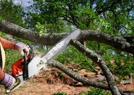 Trusted The Hills, NJ Tree Services Experts