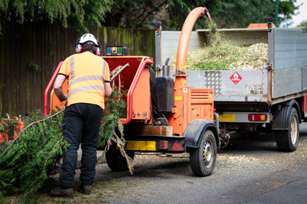 Best Lawn Maintenance Plans  in The Hills, NJ