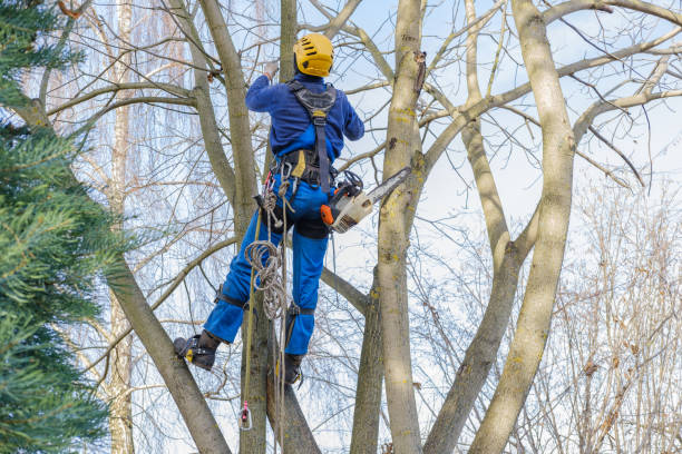 Best Fruit Tree Pruning  in The Hills, NJ