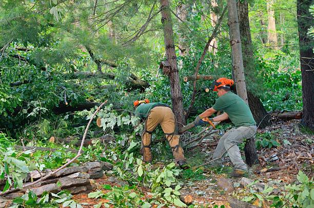 Organic Lawn Care Solutions in The Hills, NJ