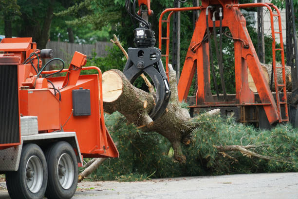 Best Tree Health Inspection  in The Hills, NJ