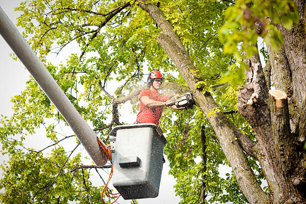Best Tree Mulching  in The Hills, NJ