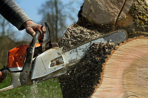 How Our Tree Care Process Works  in  The Hills, NJ