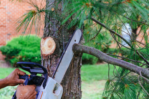 Best Root Management and Removal  in The Hills, NJ