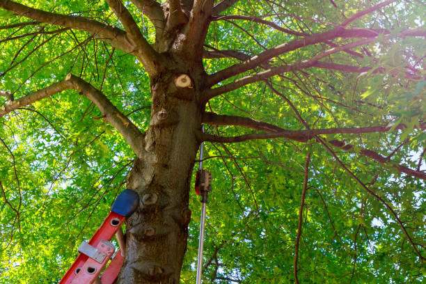Best Emergency Tree Removal  in The Hills, NJ